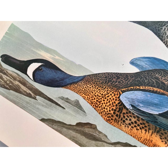 1964 Audubon Folio Lithograph Great Bird Paintings – “Blue Winged Teal” 14x17 For Sale In New York - Image 6 of 6