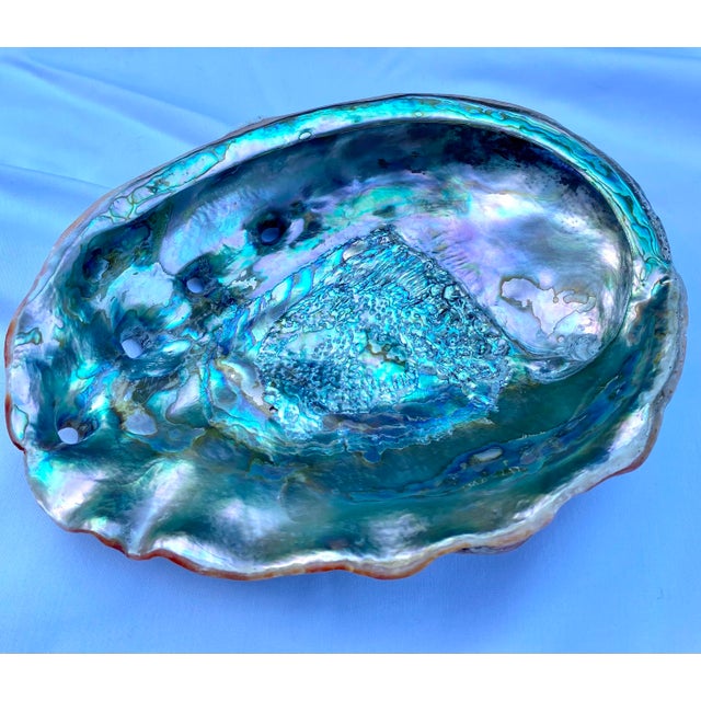 Turquoise Large Mid 20th Century Red Abalone Shell, Haliotis Rufescens For Sale - Image 8 of 13