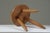 High Ash Stool Berger Model attributed to Charlotte Perriand, France, 1950s For Sale - Image 10 of 18
