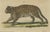 Black Bertuch, Jaguar & Jaguarundi, 1813, Engraving For Sale - Image 8 of 9