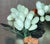 Vintage Carved Green Stone Grape Cluster Sculptures - A Pair For Sale - Image 4 of 13