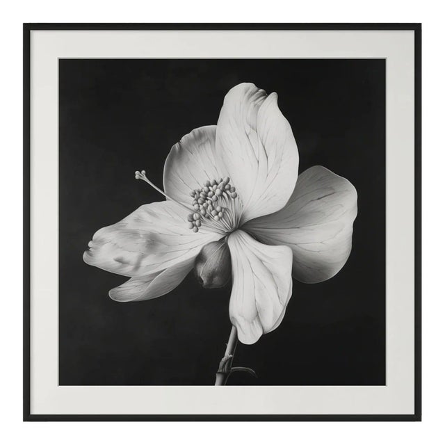 20" X 20" - 'Nutmeg Flower' - Black and White Botanical Photography Print For Sale - Image 6 of 6