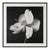 20" X 20" - 'Nutmeg Flower' - Black and White Botanical Photography Print For Sale - Image 6 of 6