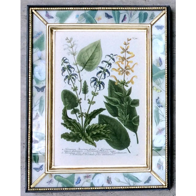 Botanical Splendor- Johann Weinmann Botanical Framed Engravings- A Set of Twelve (12) For Sale - Image 13 of 13