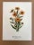 Up for sale is this charming print from an original painting by noted artist Mary Vaux Walcott (1860-1940), matted in an...