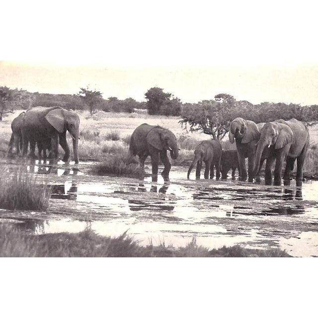 1950s "Animal Safari: Big Game in South West Africa" 1956 Heck, Lutz For Sale - Image 5 of 8