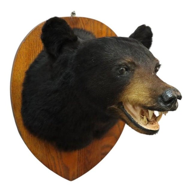 This vintage black bear taxidermy mount features a well-preserved specimen, likely dating to circa 1950, presented on a...