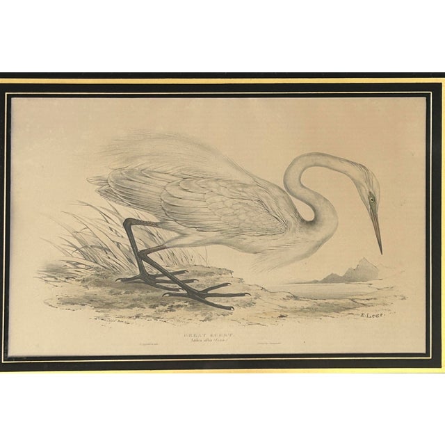 An exceptional antique ornithological lithograph depicting the magnificent Great Egret (Ardea alba), drawn and...