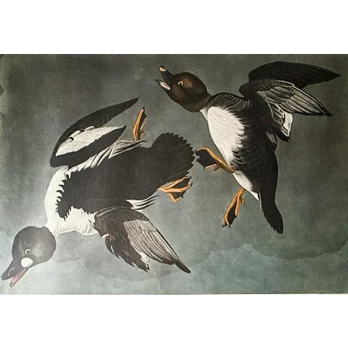 Large Framed John James Audubon Golden-Eyed Duck Primordial Folio Print For Sale In Portland, ME - Image 6 of 14