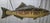 Early 21st Century Six Foot "Fresh Fish" Trade Sign For Sale - Image 5 of 12