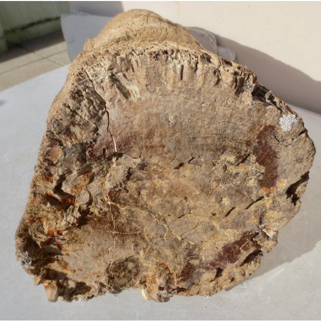 Large Petrified Wood Log For Sale - Image 10 of 13
