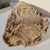 Large Petrified Wood Log For Sale - Image 10 of 13