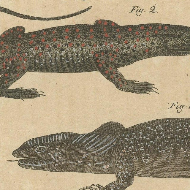 Bertuch, Five Exotic Lizards, 1820, Print For Sale - Image 6 of 12