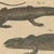 Bertuch, Five Exotic Lizards, 1820, Print For Sale - Image 6 of 12