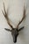 Baroque Antique 19th Century Folk Art Carved Wood Black Forest Baroque Deer Head & Antlers Wall Trophy For Sale - Image 3 of 12