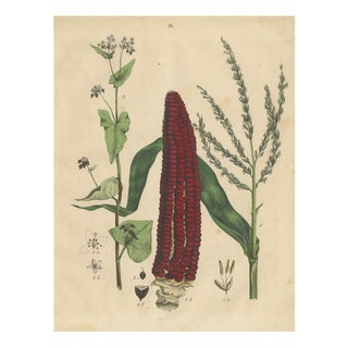 Carl Gustav Calwe, Corn Plant Study, 1852, Maize Botanical Print For Sale