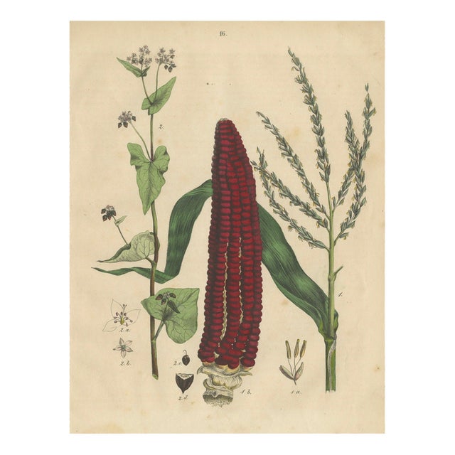 Carl Gustav Calwe, Corn Plant Study, 1852, Maize Botanical Print For Sale