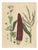 Carl Gustav Calwe, Corn Plant Study, 1852, Maize Botanical Print For Sale