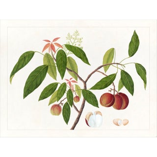 Golden Tropic Botanicals Plate #18, Giclée Print For Sale