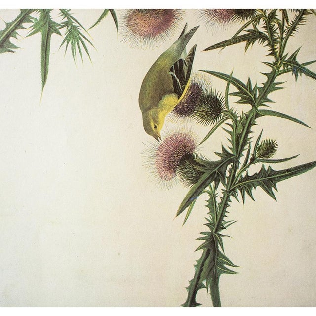 Farmhouse 1966 Vintage Farmhouse Cottage Print "American Goldfinch" After John James Audubon For Sale - Image 3 of 6