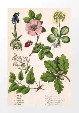 Vintage Rose Botanical Archival Print