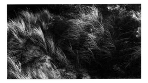 Kopa - Black and White Landscape Photography of Baltic Dunes, Limited Edition 15 2021