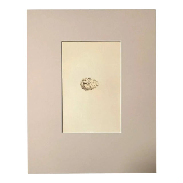 Antique Egg Print, Rev. F O Morris's Natural History, 1867, "Roseate Tern", EUC For Sale