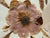 1990s Ellen Schiffman 1995 Preserved Botanical Collage Original Framed For Sale - Image 5 of 9