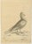 Antique bird print titled 'The Jacobine Pidgeon'. Original antique print of a jacobin pigeon. This print originates from...