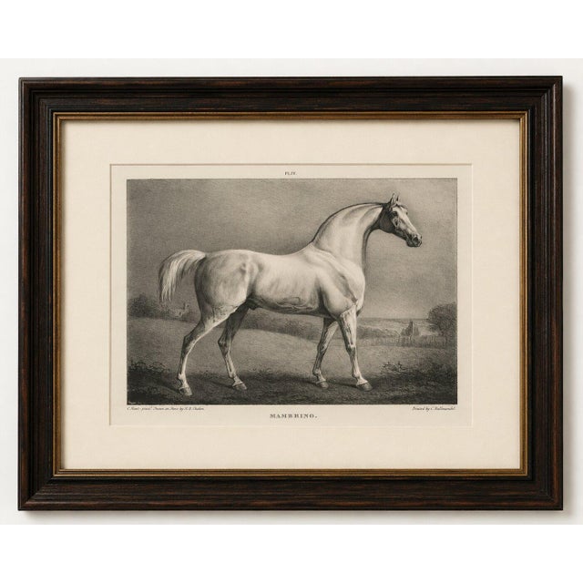 Mambrino – antique thoroughbred horse portrait, chalon & hullmandel c.1840 a beautiful nineteenth-century sporting...
