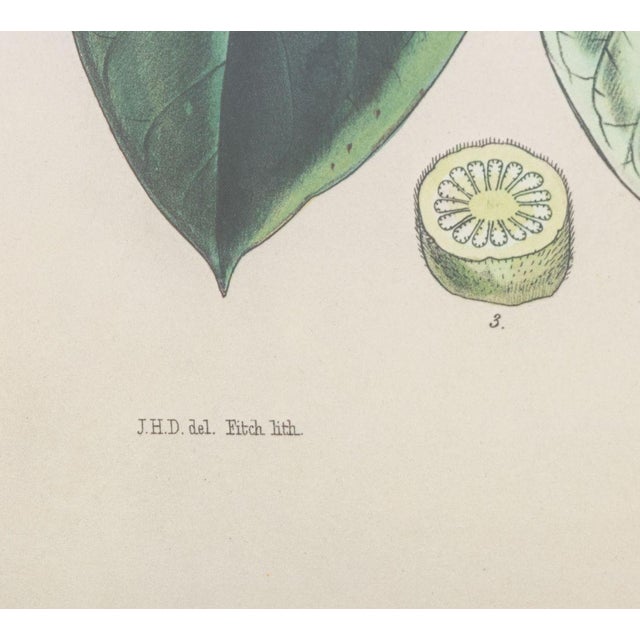 Mid 20th Century Walter Hood Fitch Botanical Offset Lithographs, 2 For Sale - Image 5 of 16