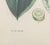 Mid 20th Century Walter Hood Fitch Botanical Offset Lithographs, 2 For Sale - Image 5 of 16