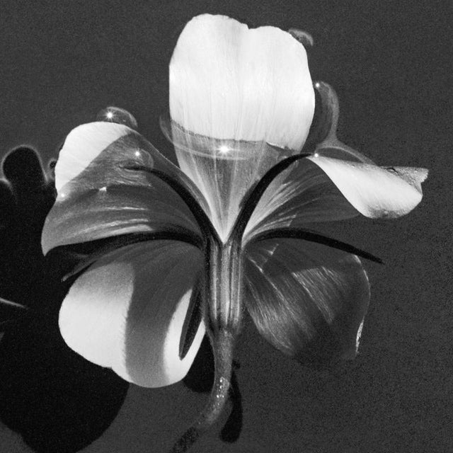 Ocean pearl in water ' Photographed using large format 4x5 film camera, that provides increadible detail and light...