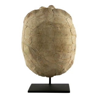 Oligocene Turtle Fossil, South Dakota For Sale