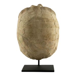 Oligocene Turtle Fossil, South Dakota