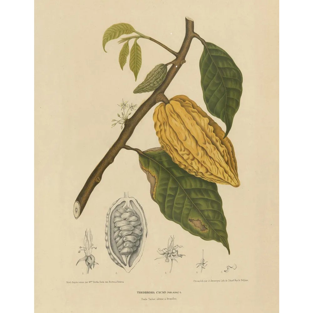 Berthe Hoola van Nooten, White Cacao Tree, 1875, Paper | Chairish
