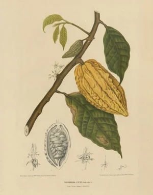 Berthe Hoola van Nooten, White Cacao Tree, 1875, Paper