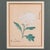 Glass 2 Vintage Botanical Pictures, Japanese, Woodblock Print, After Hasegawa, Art For Sale - Image 7 of 10