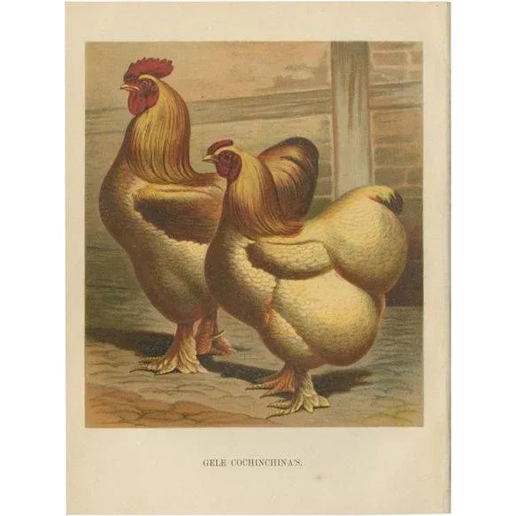 Volschau, Golden Cochinchina, Lithograph, 1888 For Sale - Image 10 of 10