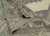 Dark Gray Turkish Oushak Rug 10'11" x 13'7" #18688 For Sale - Image 8 of 8