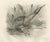 After Lilian Medland, Bittern, 1909, Print For Sale - Image 9 of 9