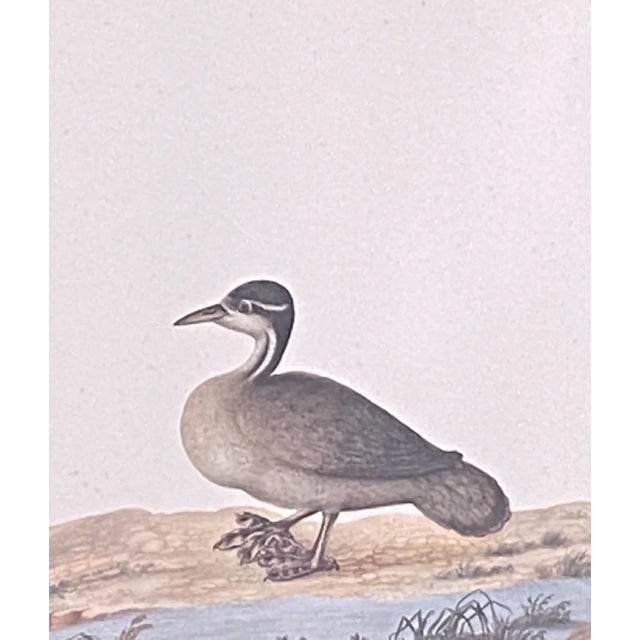 Vintage 19th C Alexander Rodrigues Ferreira Rugendas Print Framed For Sale - Image 4 of 6