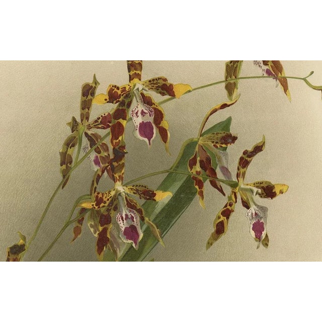 Late 19th Century Orchid Odontoglossum Wattianum, 1888, Print For Sale - Image 5 of 10