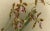 Late 19th Century Orchid Odontoglossum Wattianum, 1888, Print For Sale - Image 5 of 10