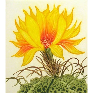 Arnold Iger "Star Cactus" Signed Numbered Artwork Etching From Cactus Flower Set 1981 Unframed For Sale