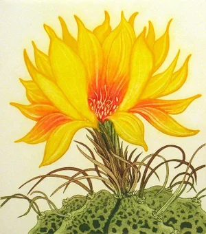 Arnold Iger "Star Cactus" Signed Numbered Artwork Etching From Cactus Flower Set 1981 Unframed
