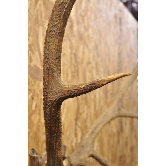 Antique Black Forest Victorian Wall Mounted Taxidermy Large Deer Skull & Antlers For Sale - Image 11 of 17