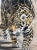 Contemporary Kindrie Grove Monumental Mayan Jaguar Oil on Canvas Painting, 2002 For Sale - Image 3 of 15