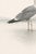 Black Coastal Seagull Study, Neutral Bird Wall Art Print, 24″ × 36″ Reproduction For Sale - Image 8 of 10