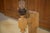 Oak Bedside Table by Guillerme and Chambron for Votre Maison, 1950s, in Very Good conditions. Designed 1950 to 1959 I have...